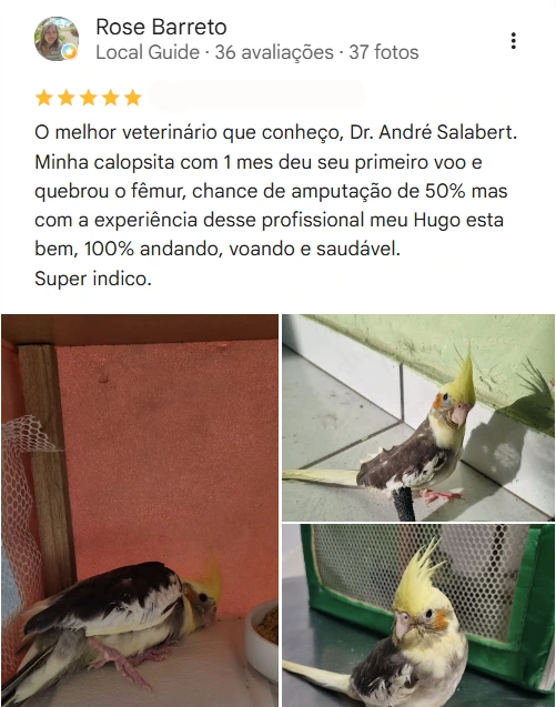 Avaliação de cliente no Google sobre o Bicho