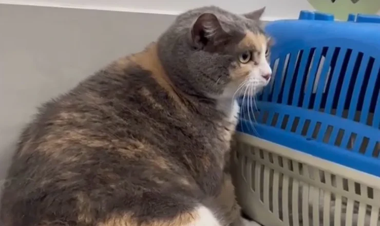 Gata ao lado da caixa de transporte no Bicho