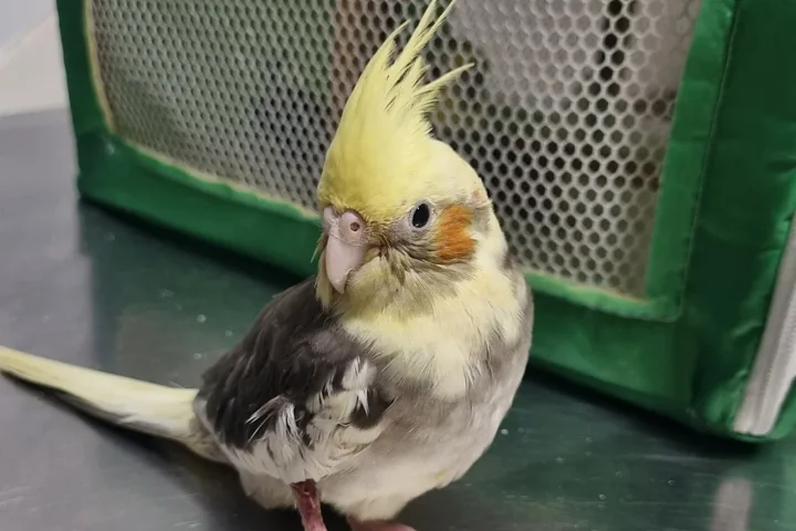 Calopsita atendida no Bicho Centro Veterinário