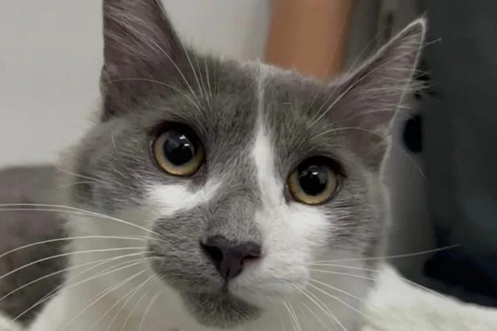 Gatinho atendido no Bicho Centro Veterinário