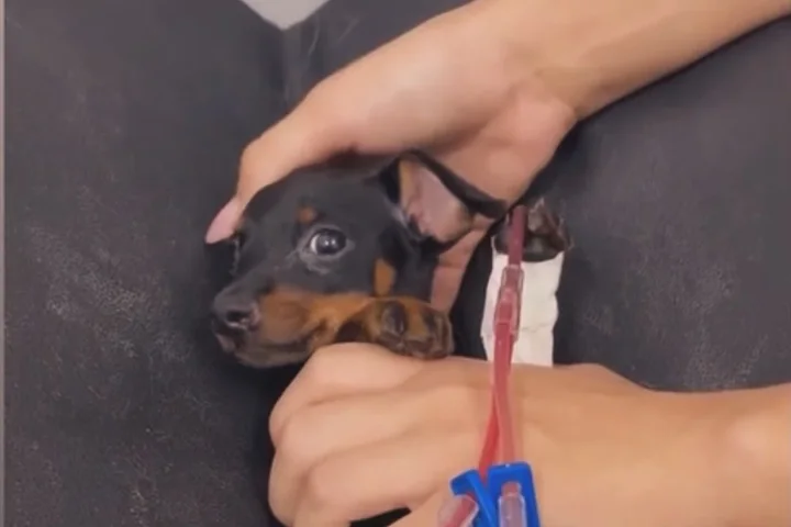 Filhote em exame no Bicho Centro Veterinário
