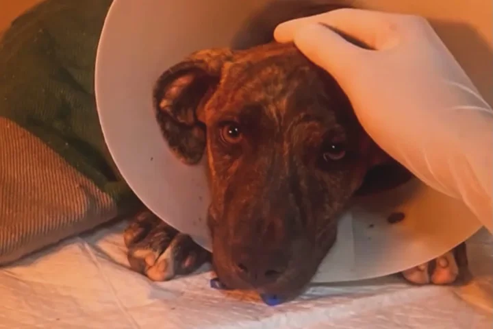 Cão internado com colar elizabetano recebendo carinho