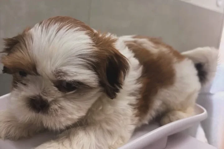 Filhote sendo pesado no pronto atendimento do Bicho